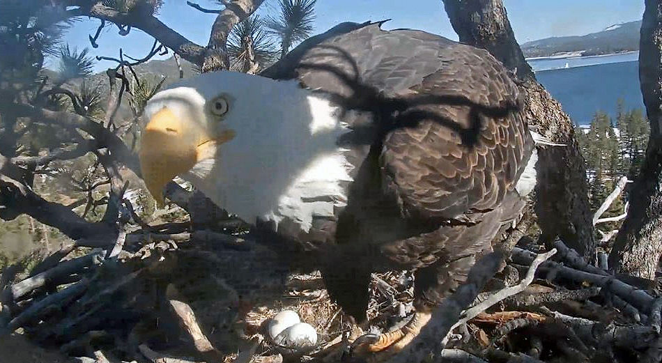 First bald eagle lays second egg of the season